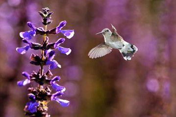 Hummingbird feeding from beautiful lavender flowers