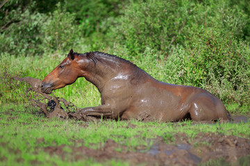 Horse bathes in the mud pond
