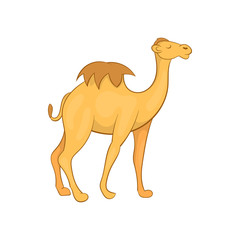Camel icon in cartoon style isolated on white background. Animal symbol
