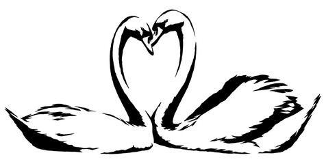 black and white linear paint draw swan bird illustration