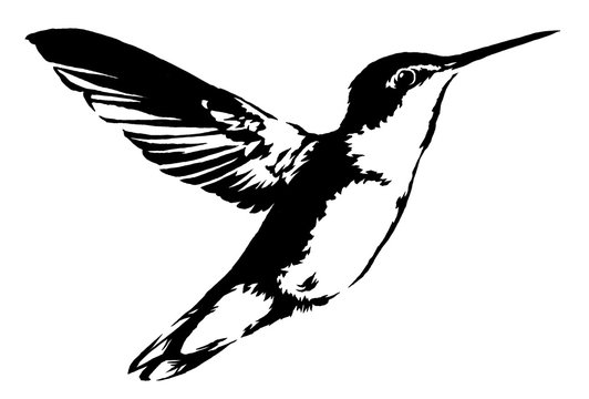 black and white linear paint draw hummingbird illustration