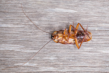 dead cockroach