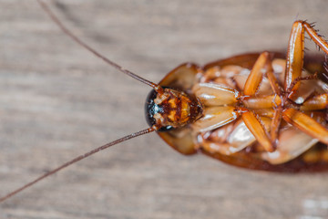 dead cockroach
