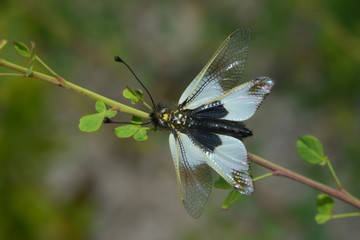 Schmetterlingshaft am Pflanzenstengel