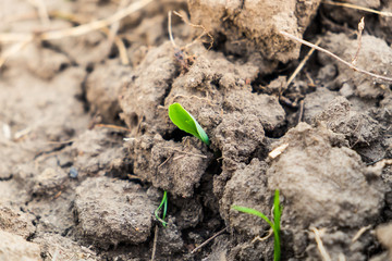 Close up corn sapling soil cultivate dry earth