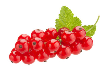 Red currant on white