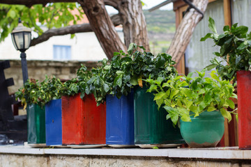 Fototapeta na wymiar Colorful pots with flowers