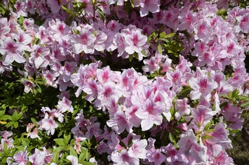 静岡県伊東市の小室山つつじ祭