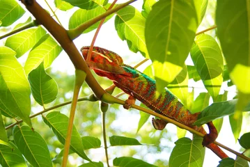 Papier Peint photo Lavable Caméléon chameleon furcifer pardalis ambilobe