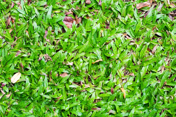 Green grass bright background
