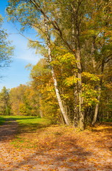 Autumn Landscape with a forest with yellow leaves and footpath