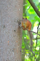 Small squirrel in a tree