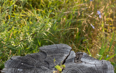 Part of stump in grass