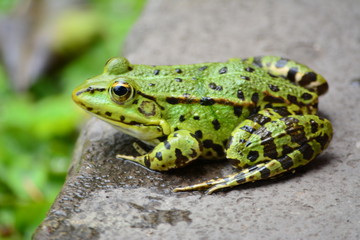 Grüner Frosch am Beckenrand