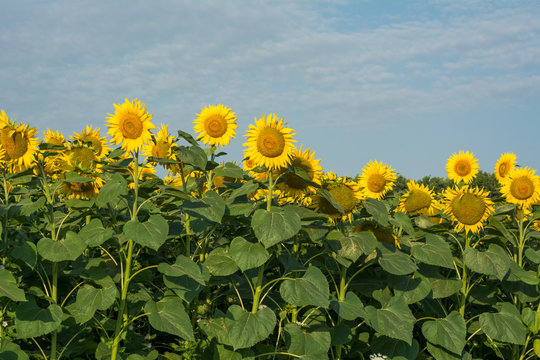 Sunflowers field under clear sky. Bright helianthus