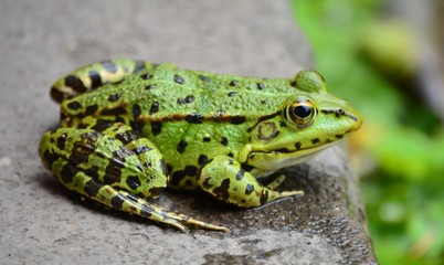 Grüner Frosch am Beckenrand