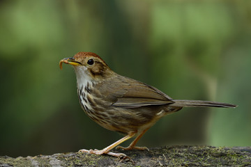 Puff-throated Babbler (Pellorneum ruficeps) the lovely brown bir