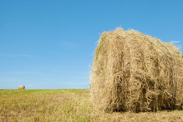 Hay bales on the field after harvest