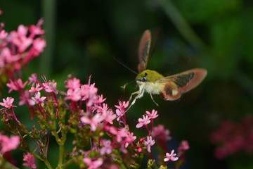 Taubenschwänzchen im Flug