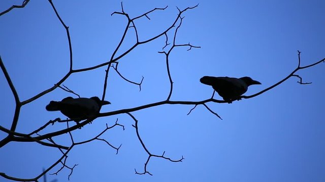 The birds on the tree branches, but in nightfall.