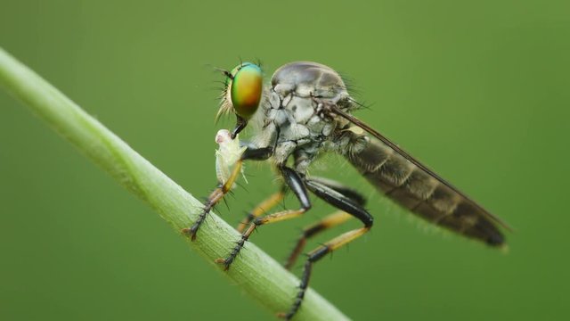 Video 3840x2160 UHD - Asilidae (robber fly) on a grass with prey. Thailand, Phuket