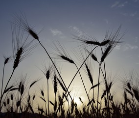 Obraz premium Wheat field backlit at sunrise in early summer