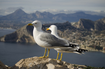 Gaviotas, seagulls, altea, calp, ifach, penyó