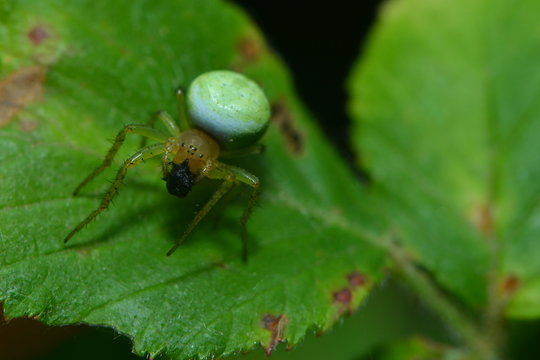 K&uuml;rbisspinne