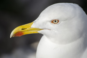 Gaviota. Seagull. 