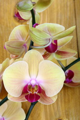 Orchidea phalaenopsis