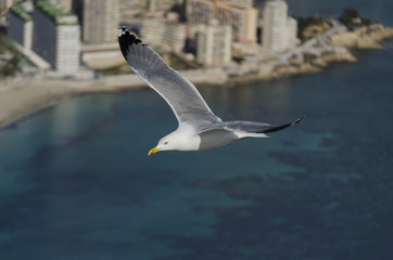 Gaviota, seagull, calp, calpe, costa blanca, valencia, tourism, turismo, alicante, alacant