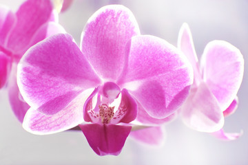 Beautiful orchid flowers on blurred background