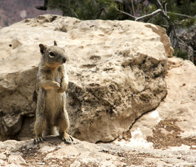 Fototapeta premium Ground squirrel on it's hind legs
