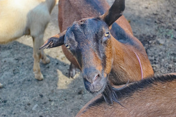 Fototapeta premium Domestic Goats