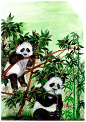 Obraz premium Family of pandas. Watercolor illustration