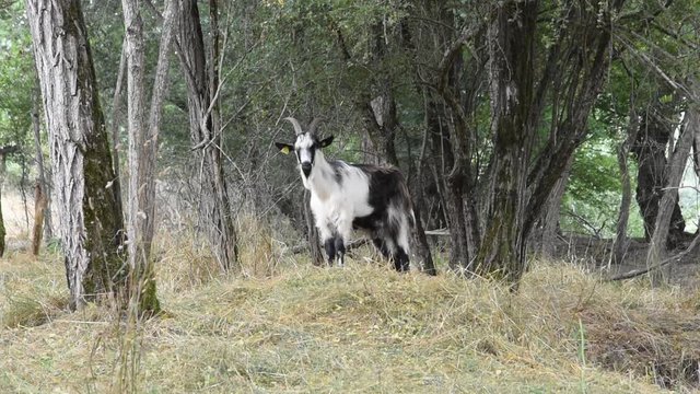 A goat grazing under the acacias