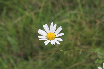 one daisy on a green background