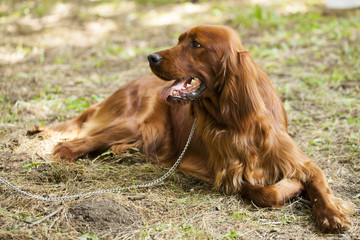 Irish Setter lying on the grass
