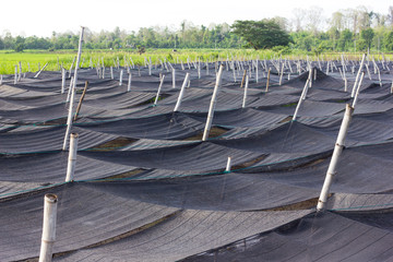 Black plastic mesh shade.