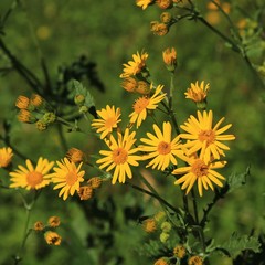 Alpine ragwort, yellow wildflower
