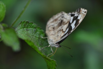 Obraz premium Exotischer Schetterling