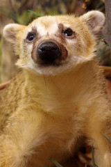 coati taxidermi