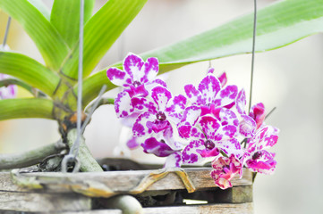 Rhynchostylis gigantea or orchid flower