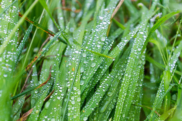 Green leaf with water drops, macro, nature background, selective focus