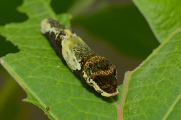Raupe eines exotischen Schmetterlings