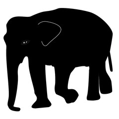 Elephant silhouette