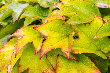 Vibrant colored autumn leaves with water drops, shallow depth of field, selective focus