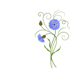 Bunch of blue cornflowers isolated on white.