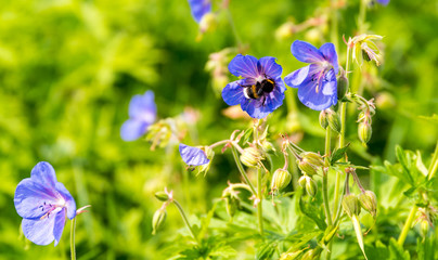 Hummel auf Storchschnabel auf der Elbwiese
