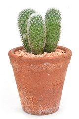 Cactus On White Background